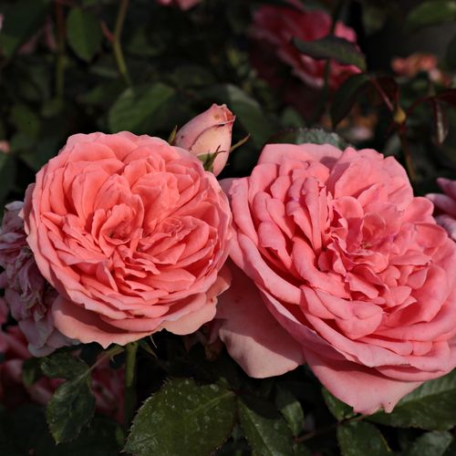 Shop - Rosa Kimono - rosa - floribundarosen - mittel-stark duftend - De Ruiter Innovations BV. - Beetrose, gruppenweise gepflanzt frischer Farbfleck Ihres Gartens.
